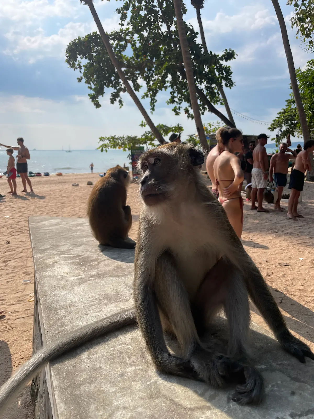 甲米奥南海滩猴子步道前就有一条臭水沟