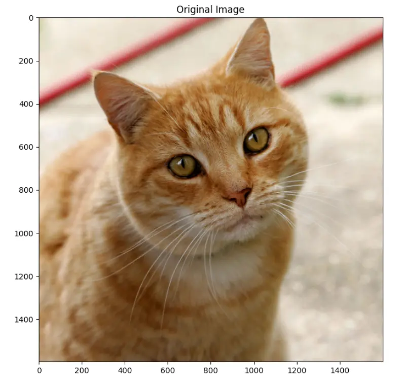 图 10: 猫图片原图
